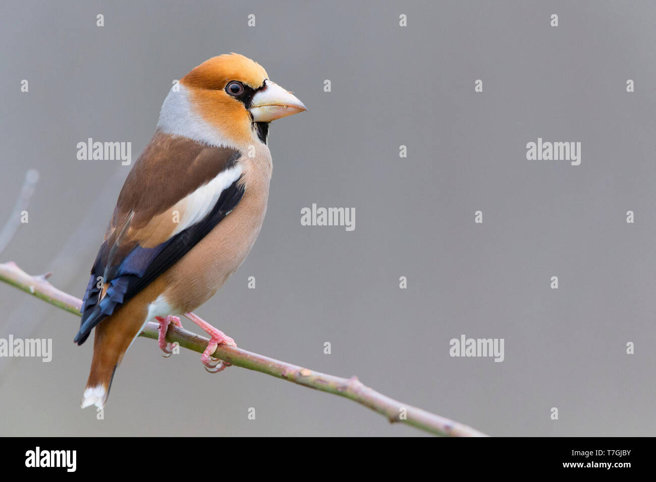Hawfinch perched in a bush in Italy. Stock Photo