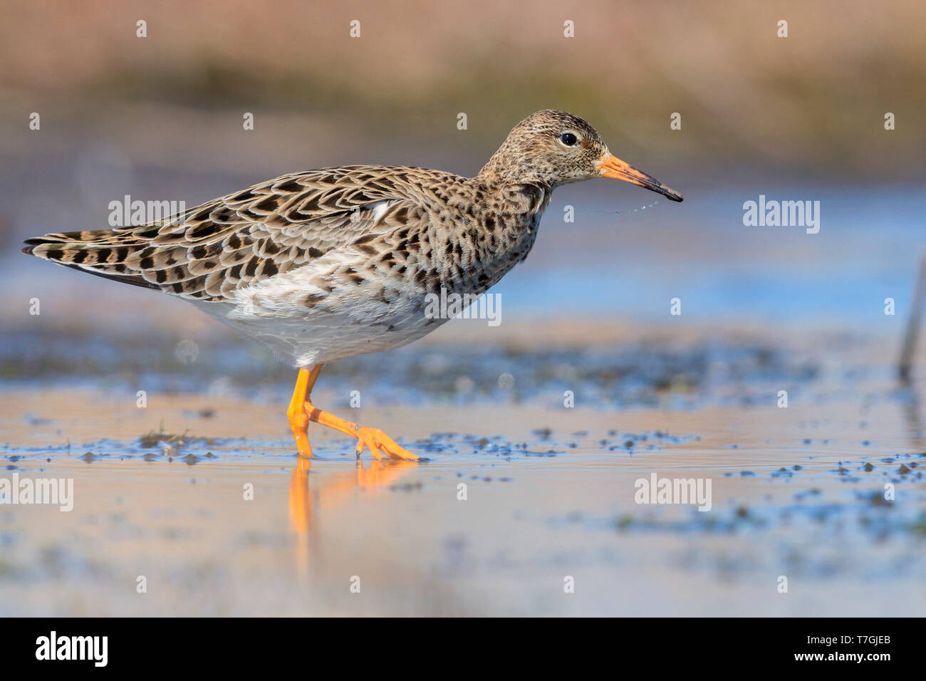 Italian Ruff's Gatto ruff hi-res stock photography and images - Alamy