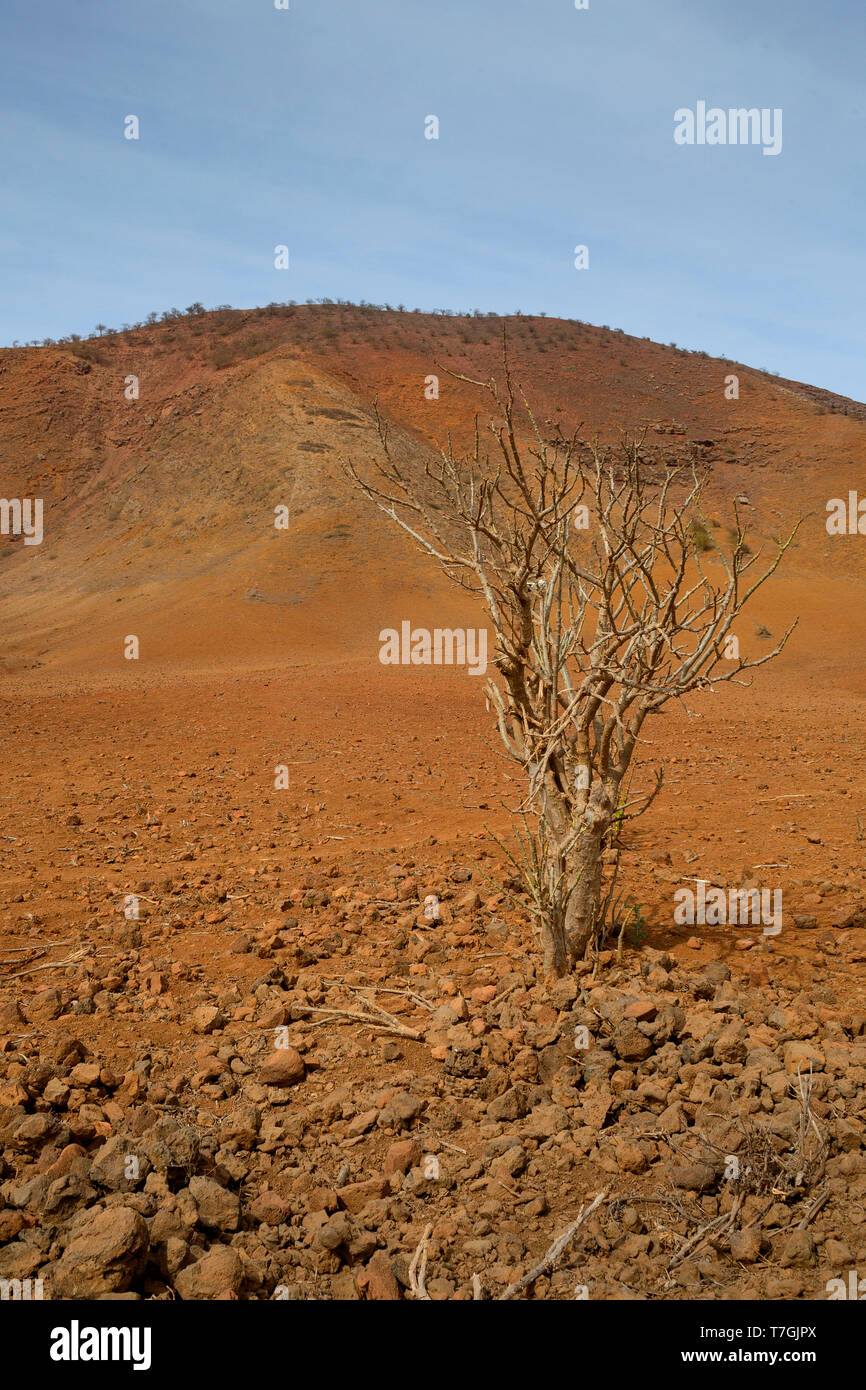 Solitary Tree, Santiago, Cape Verde Stock Photo