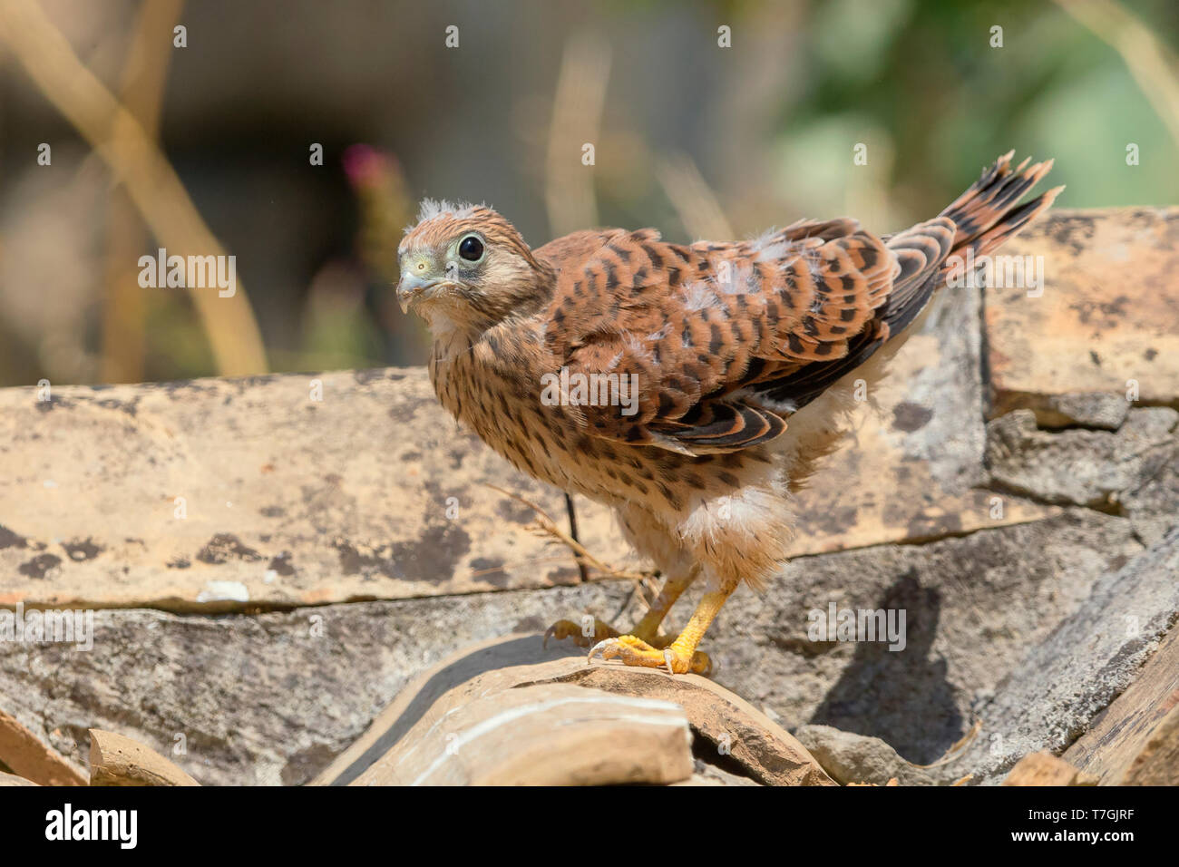 Lesser Kestrel, Chick, Matera, Basilicata, Italy (Falco naumanni) Stock Photo