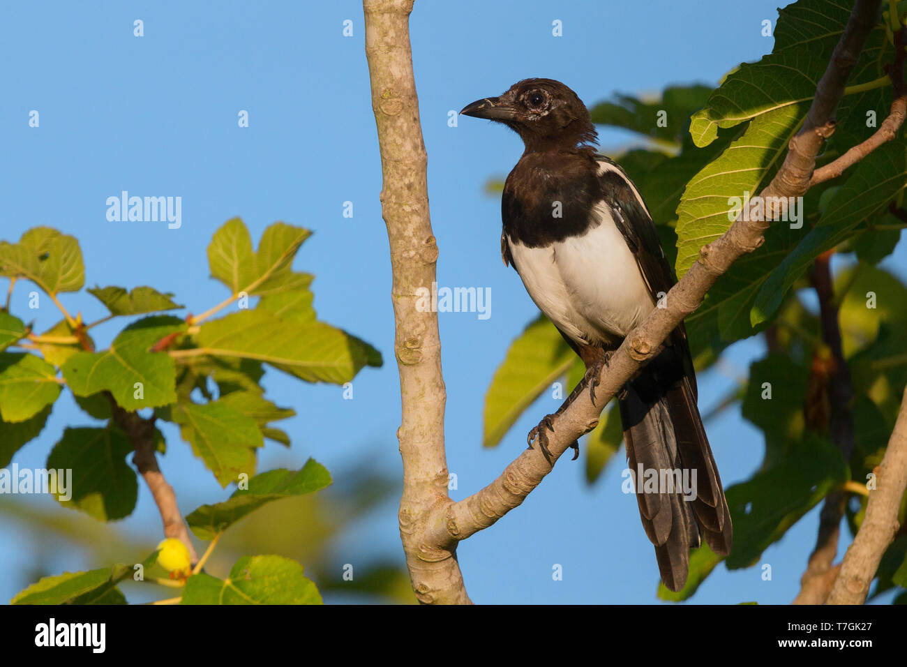 Magpie, perched on a fig, Campania, Italy (Pica pica) Stock Photo