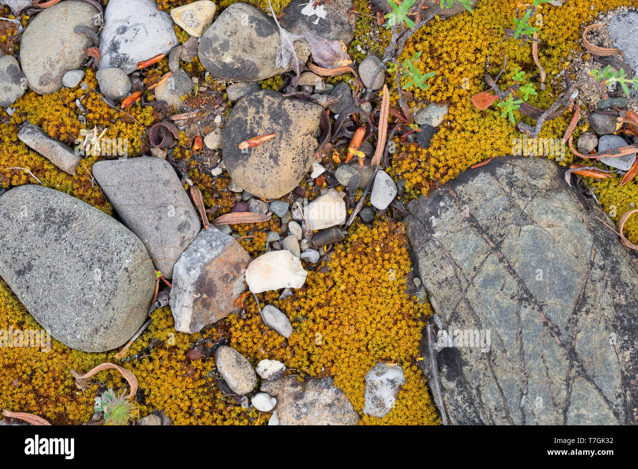 Pebbles, Pebbles with moss on a riverbed, Basilicata, Italy Stock Photo