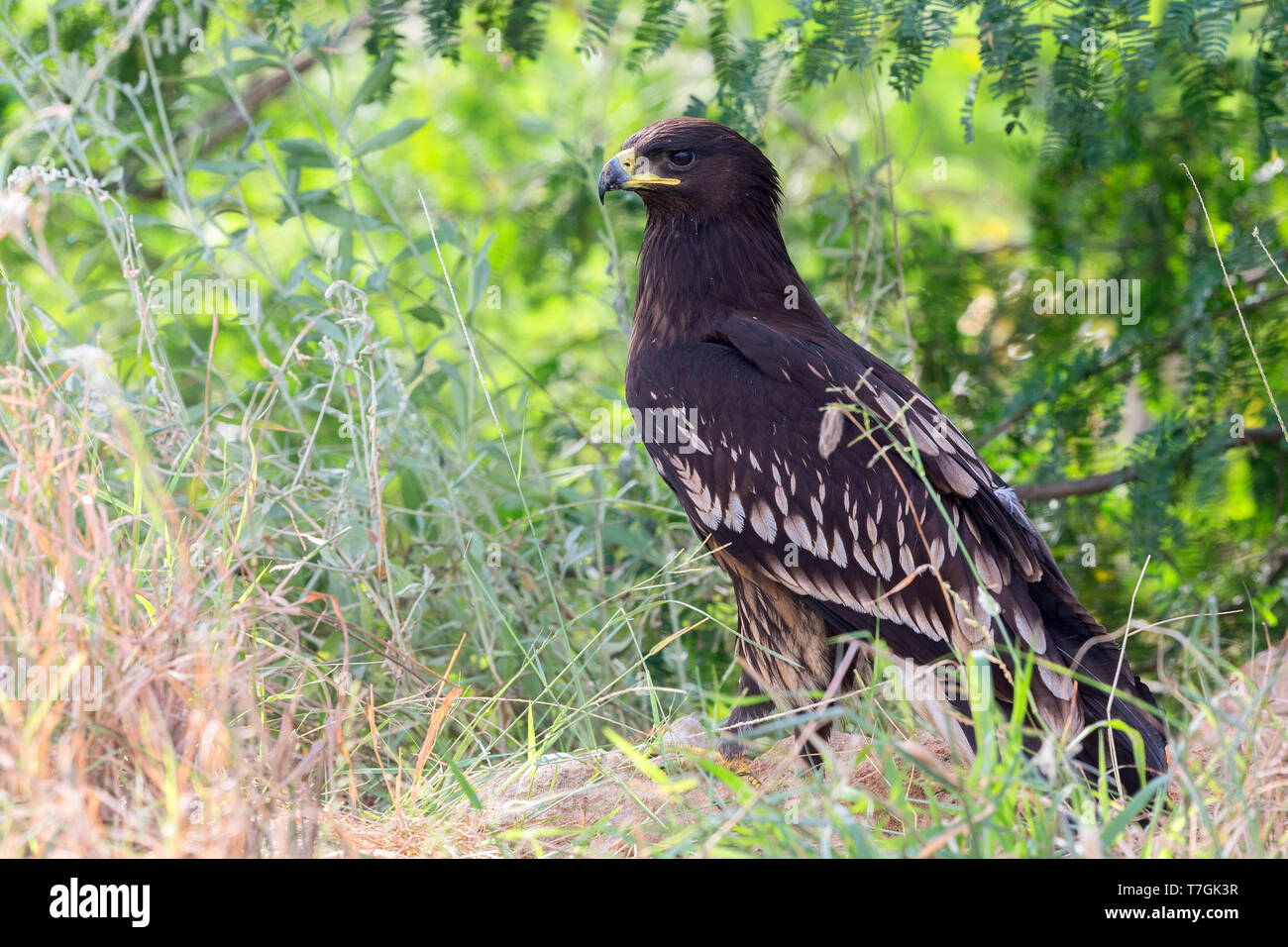 Greater Spotted Eagle, Juvenile standing on the grass, Salalah, Dhofar, Oman (Clanga clanga) Stock Photo