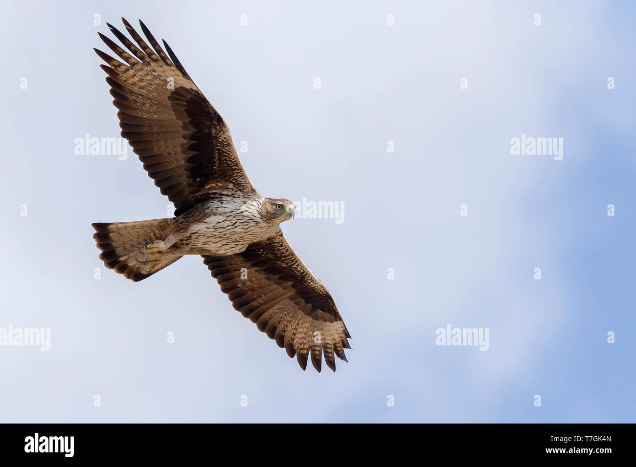 Bonelli's Eagle, Adult in flight, Tawi Atayr, Dhofar, Oman (Aquila fasciata) Stock Photo