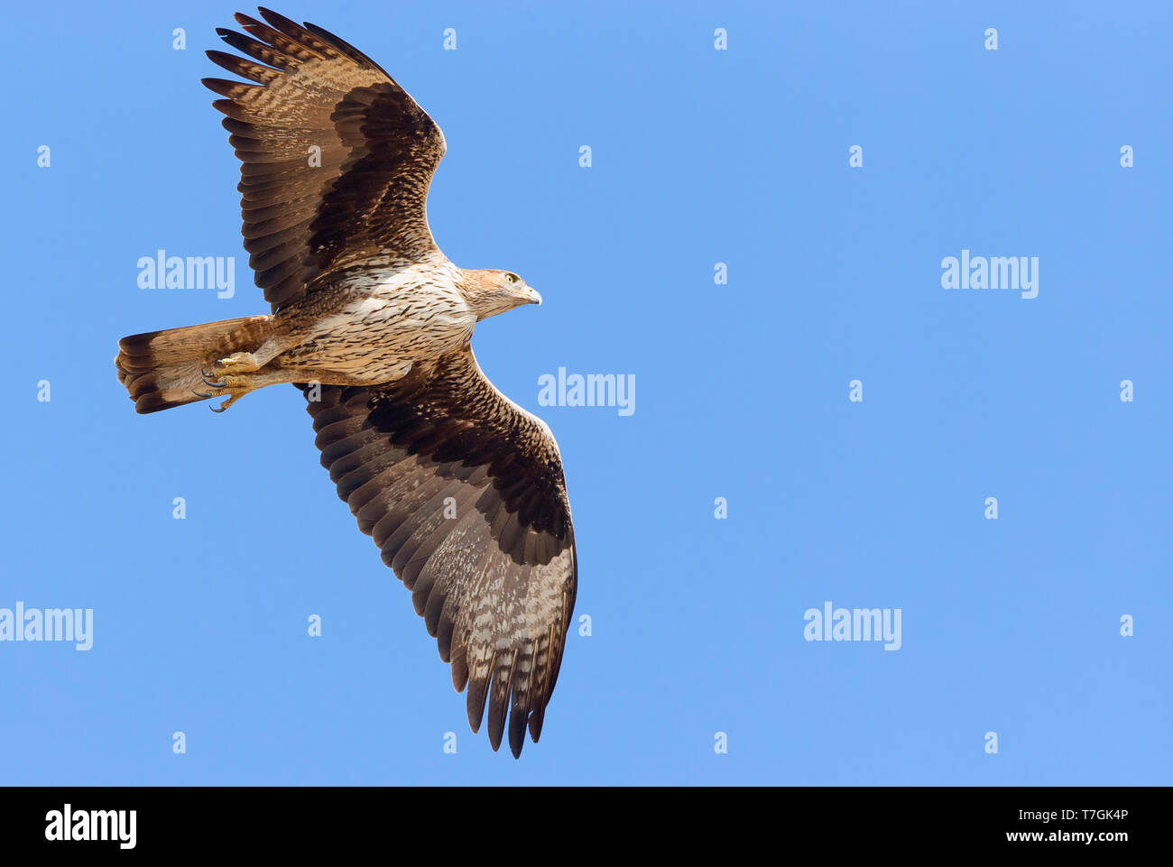 Bonelli's Eagle, Adult in flight, Tawi Atayr, Dhofar, Oman (Aquila fasciata) Stock Photo