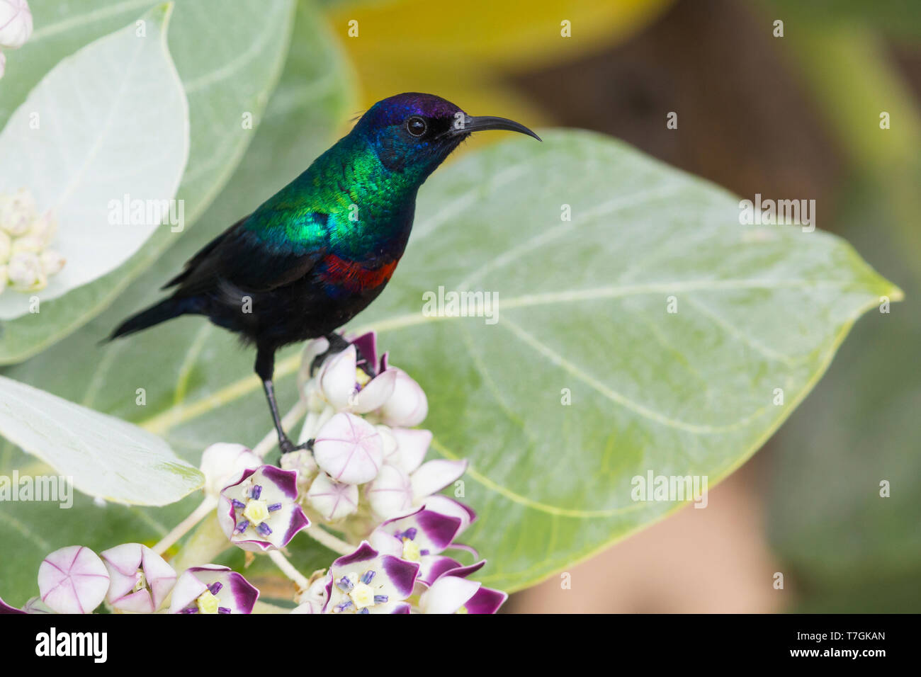 Page 2 - Calotropis Procera High Resolution Stock Photography and Images - Alamy