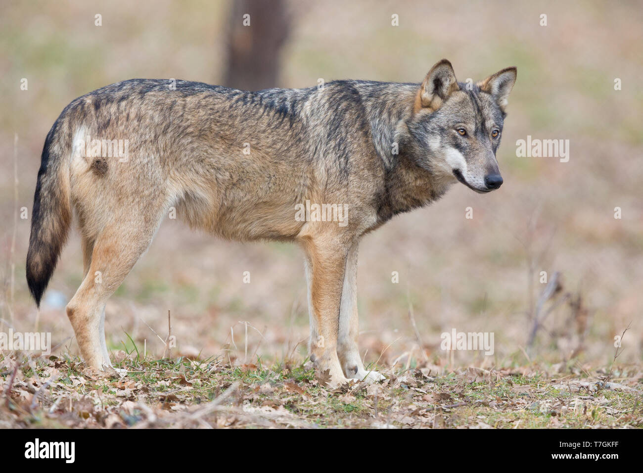 Italian Wolf (Canis lupus italicus), captive animal standing on the ground, Civitella Alfedena, Abruzzo, Italy Stock Photo