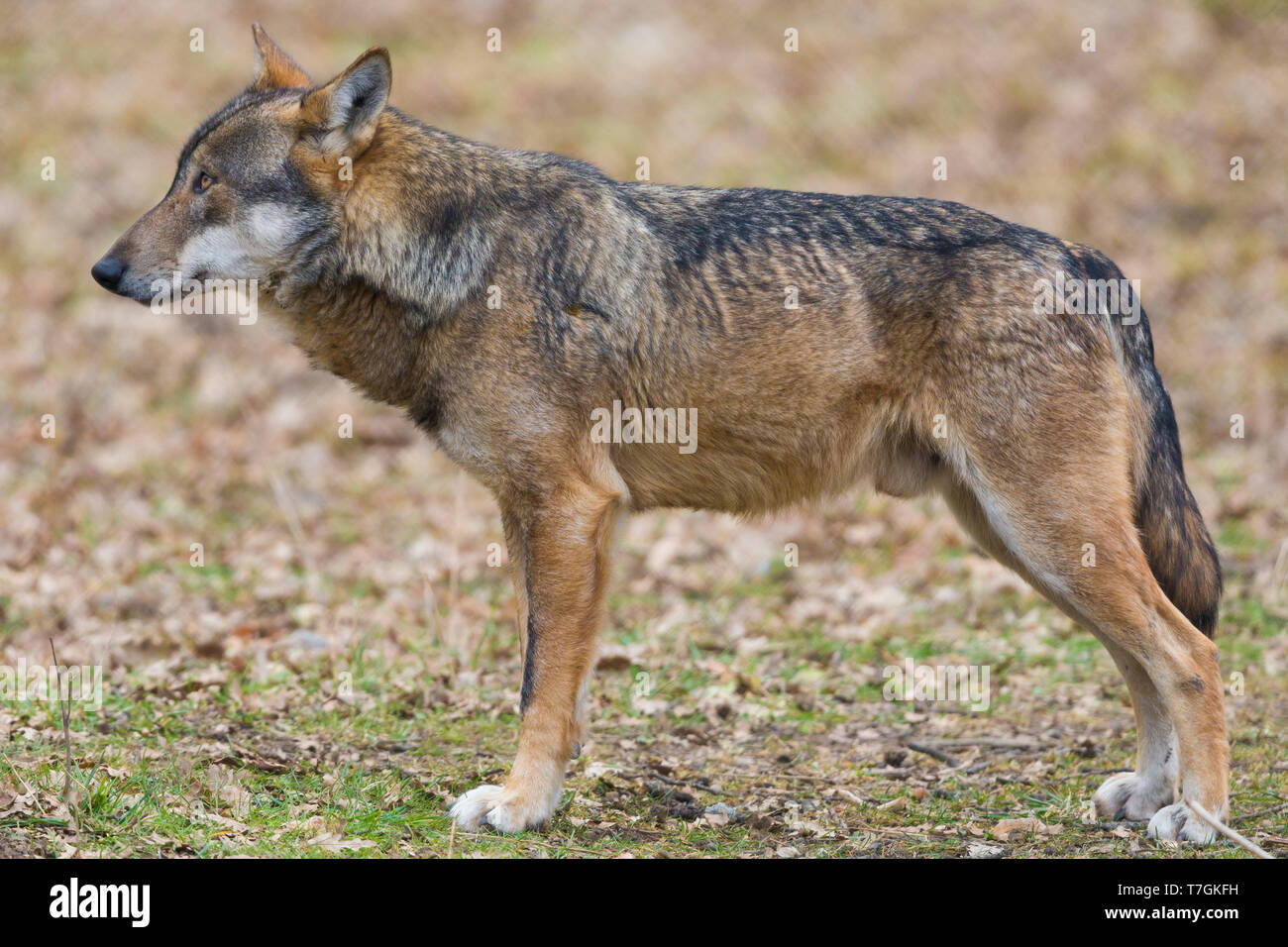 Italian Wolf (Canis lupus italicus), captive animal standing on the ground, Civitella Alfedena, Abruzzo, Italy Stock Photo