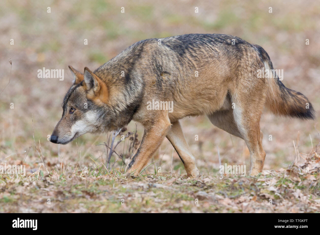 Italian Wolf (Canis lupus italicus), captive animal walking, Civitella Alfedena, Abruzzo, Italy Stock Photo