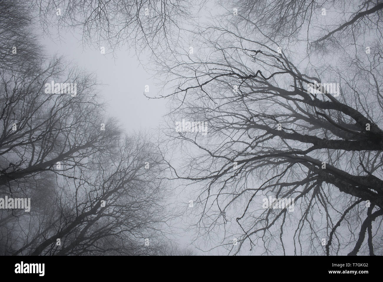 Birches (Fagus sylvatica), branches in the fog against a cloudy sky, Forca d'Acero, Abruzzo, Italy Stock Photo
