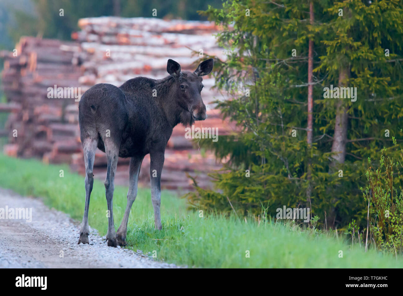 Elk (Alces alces), standing roadside, Pyhäjoki, Northern Ostrobothnia, Finland Stock Photo
