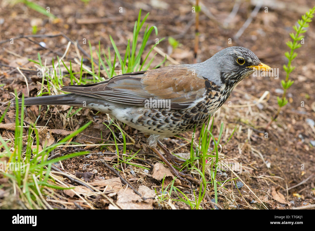 Fieldfare (Turdus pilaris), adult standing on the ground, Oulu, Northern Ostrobothnia, Finland Stock Photo