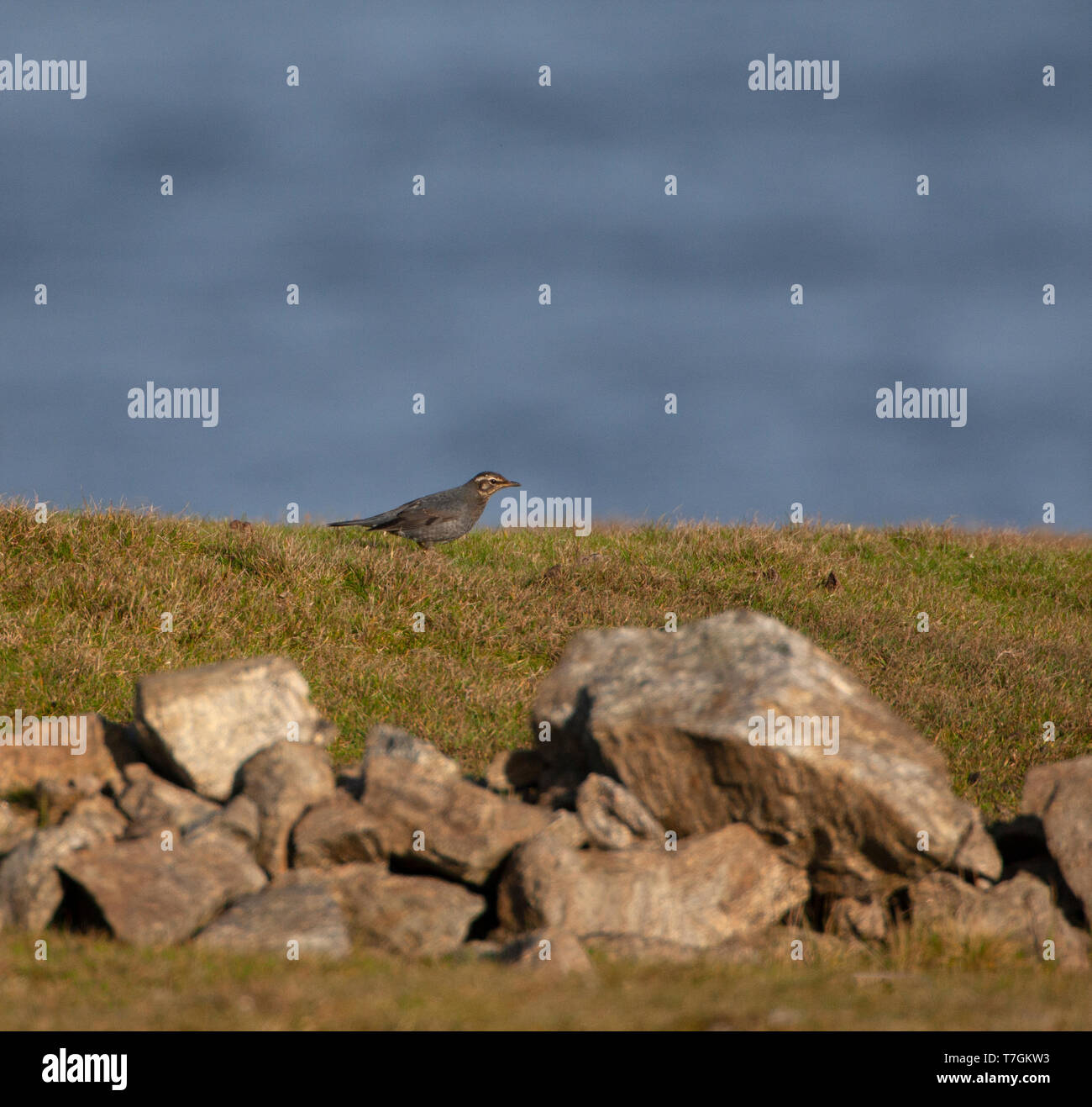 First-winter male Siberian Thrush (Zoothera sibirica) during autumn migration on the Shetlands islands, Scotland. Stock Photo