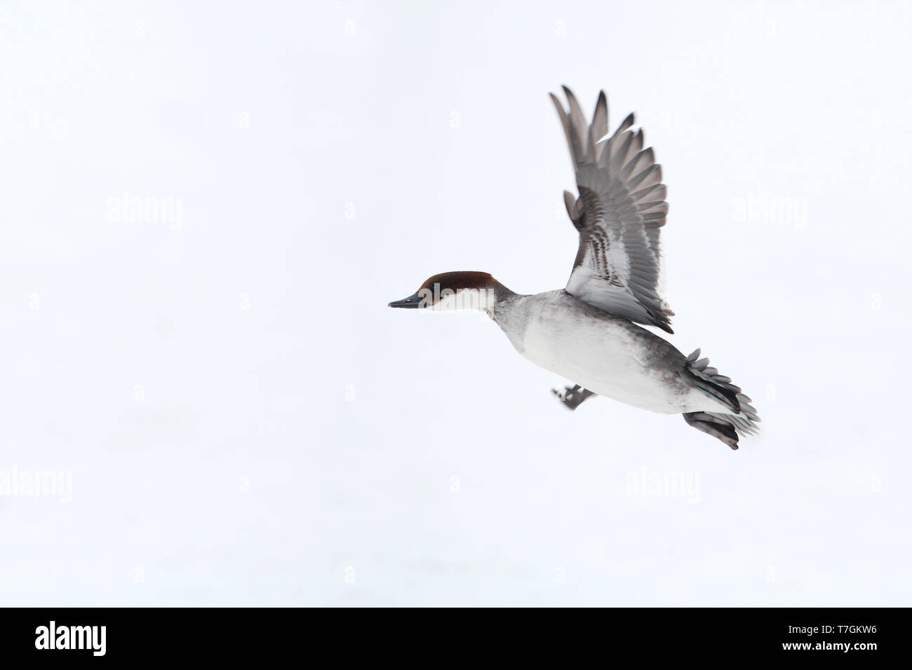 Female Smew in flight against white background near Lille Skallesluger hun,  Gentofte Sø, Denmark Stock Photo - Alamy