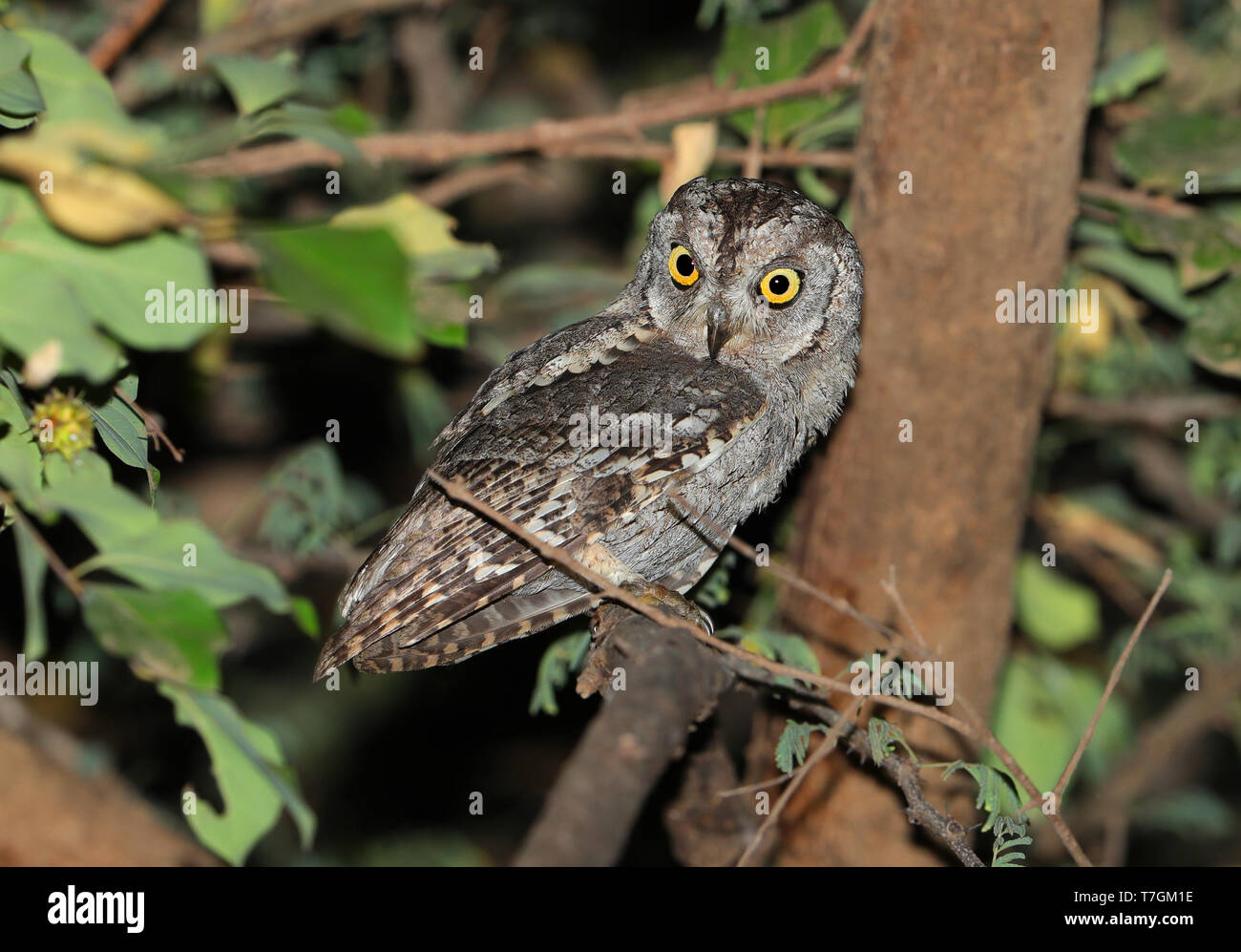 Arabian Scops Owl (Otus pamelae) at Wadi Darbat, Salalah, Oman