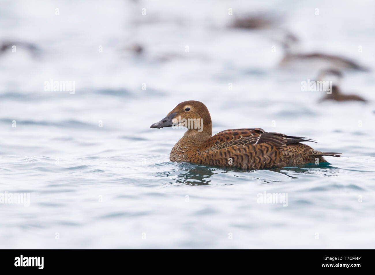First-winter female King Eider (Somateria spectabilis), wintering in arctic  Norway Stock Photo - Alamy