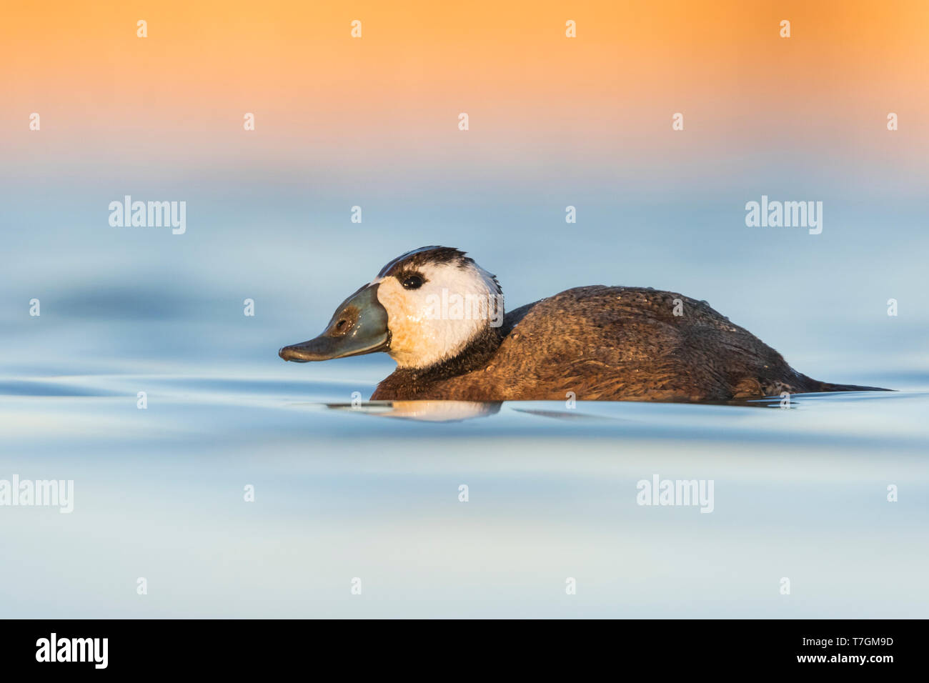 Adult male White-headed Duck (Oxyura leucocephala) swimming with beautiful evening light on a blue colored lake in a nature reserve in Spain. Side vie Stock Photo