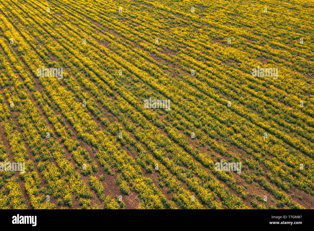 Aerial view of canola rapeseed field in poor condition due to drought season and arid climate Stock Photo