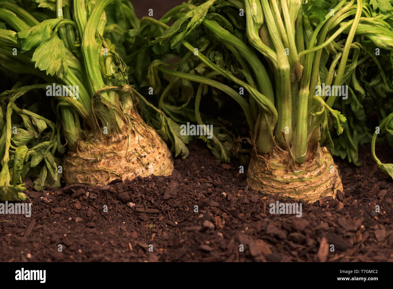 Celeriac or celery root in ground in vegetable garden, close up of turnip-rooted celery Stock Photo