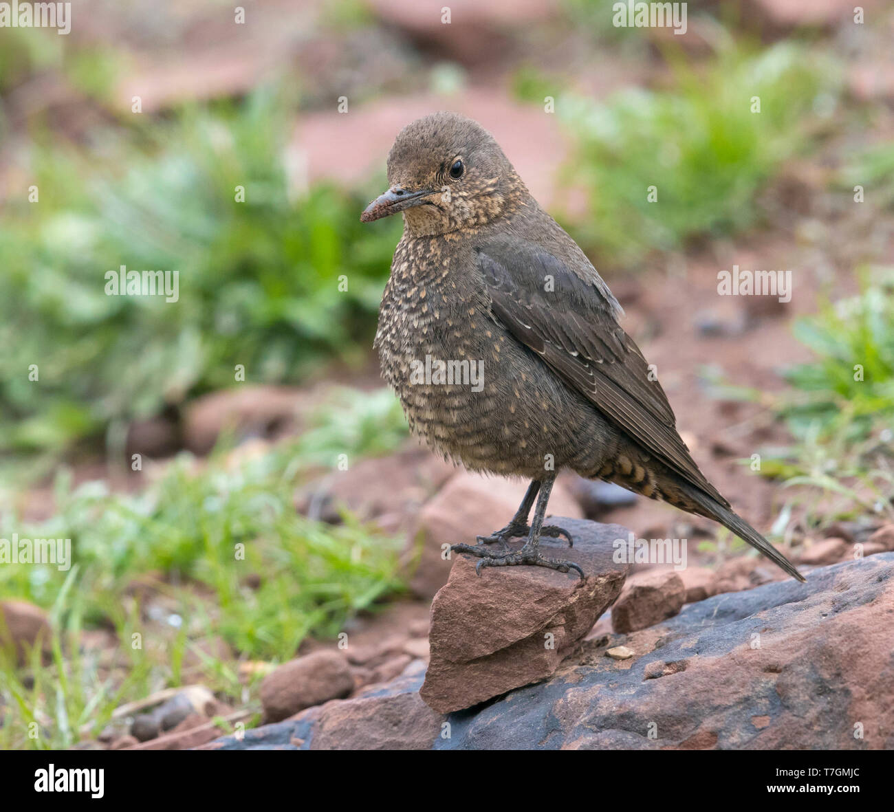 female-blue-rock-thrush-hi-res-stock-photography-and-images-alamy