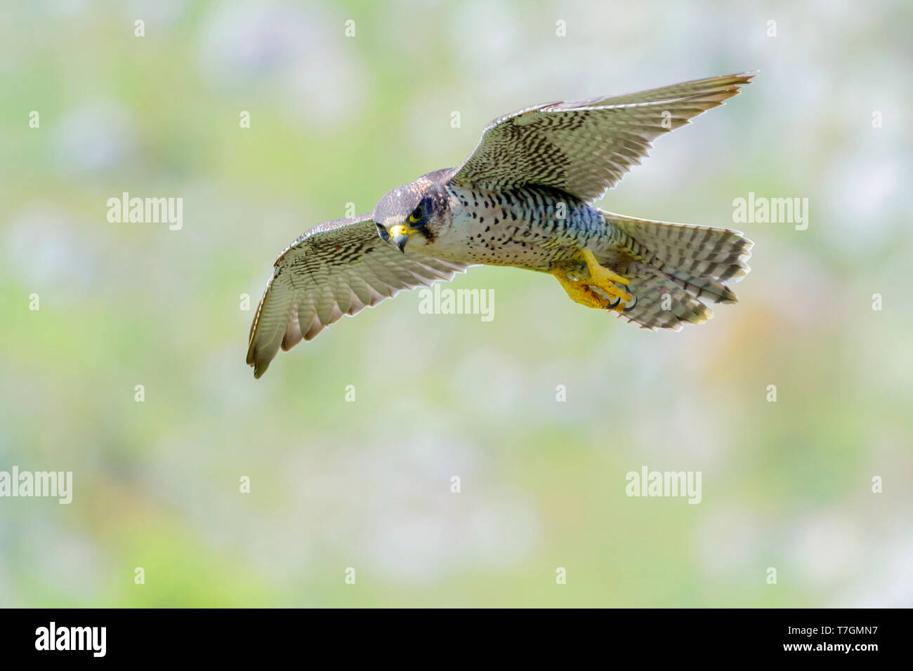 Lanner Falcon (Falco biarmicus feldeggi), adult in flight Stock Photo