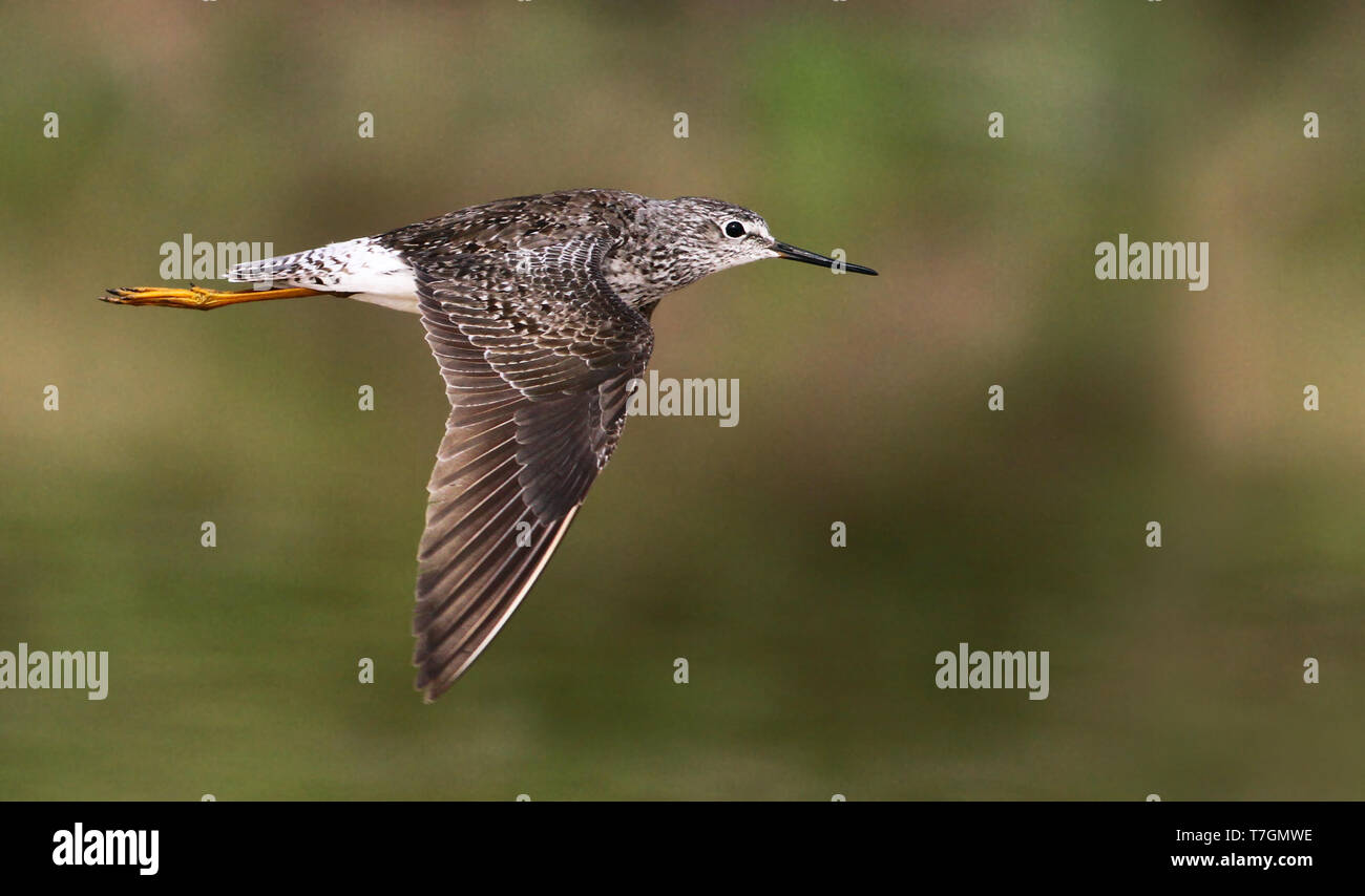 Adult Lesser Yellowlegs (Tringa flavipes) in flight, showing upper wing, over green colored lake in Bolivia as background. Stock Photo
