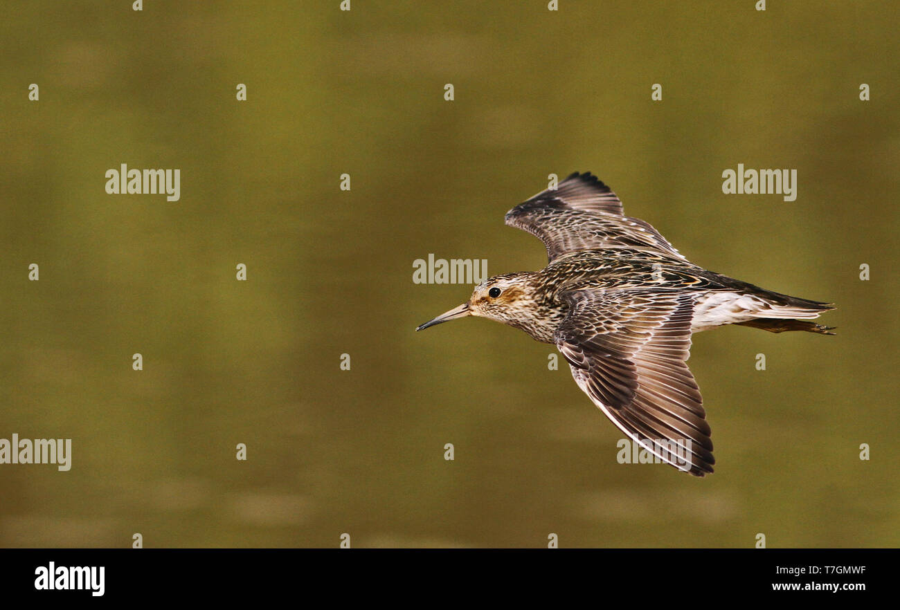 Adult Pectoral Sandpiper (Calidris melanotos) in flight, showing upper wing, over green colored lake in Bolivia as background. Stock Photo