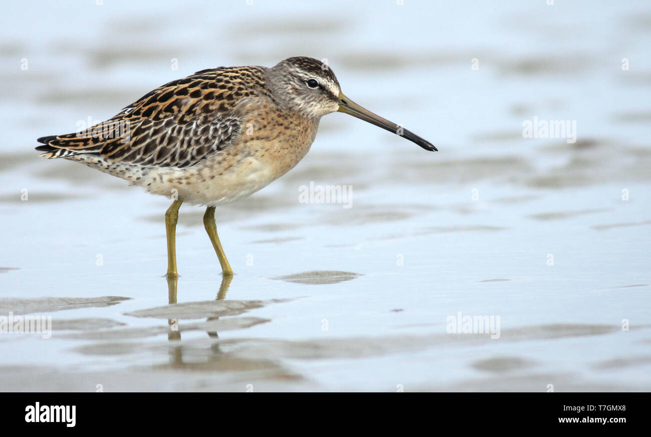 First-winter Short-billed Dowitcher (Limnodromus griseus griseus) standing on Plymouth Beach in Massachusetts, United States Stock Photo