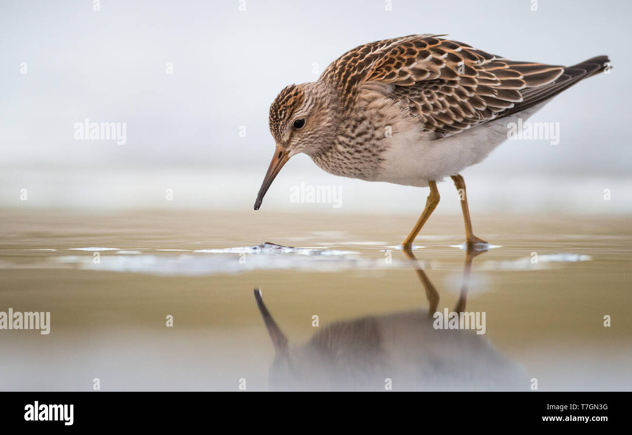 First-winter Pectoral Sandpiper (Calidris melanotos) wading in shallow  water Stock Photo
