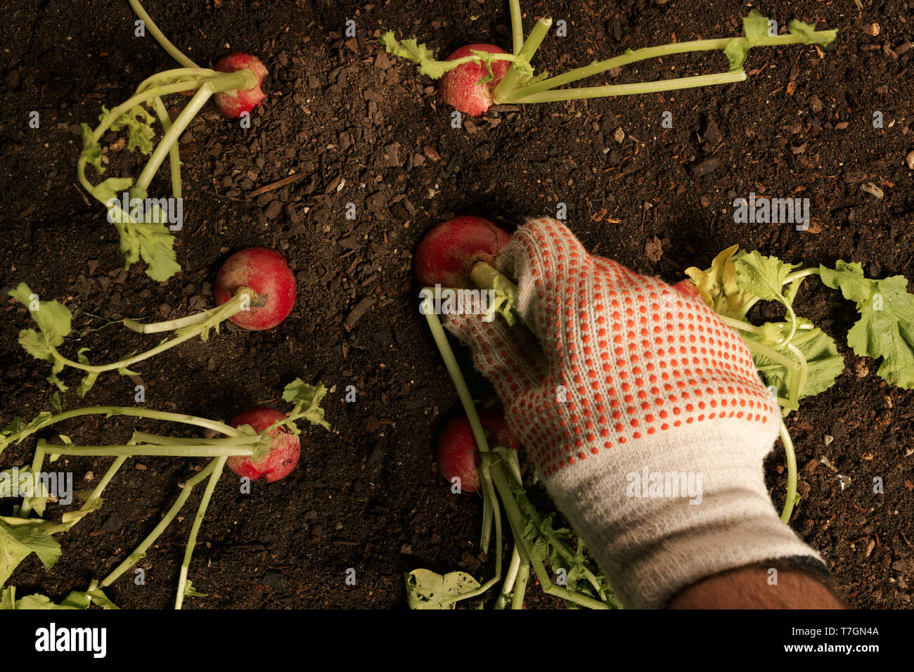 Hand picking radishes in garden, organic homegrown produce harvest