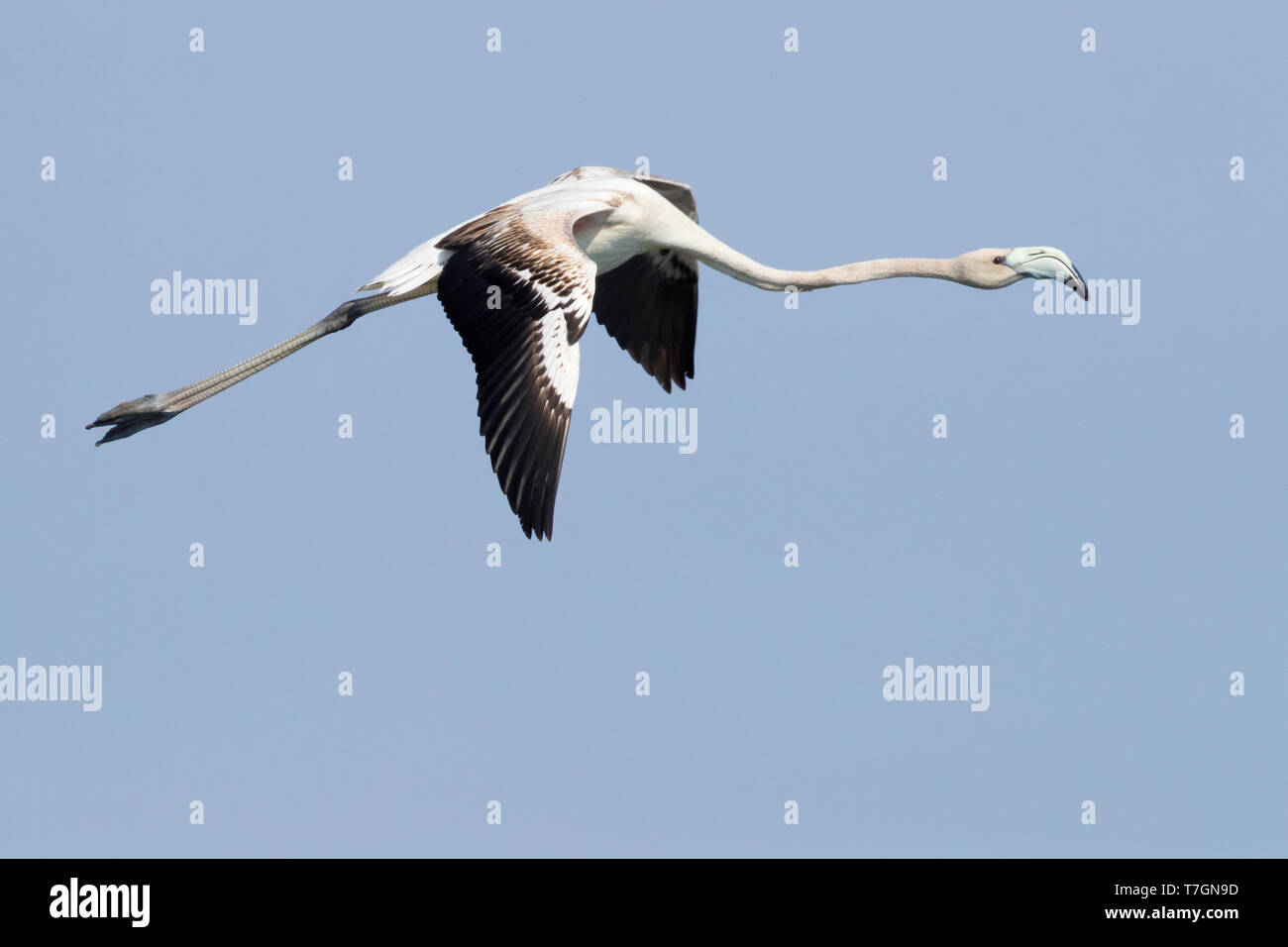 Greater Flamingo (Phoenicopterus roseus), juvenile in flight showing upperparts Stock Photo