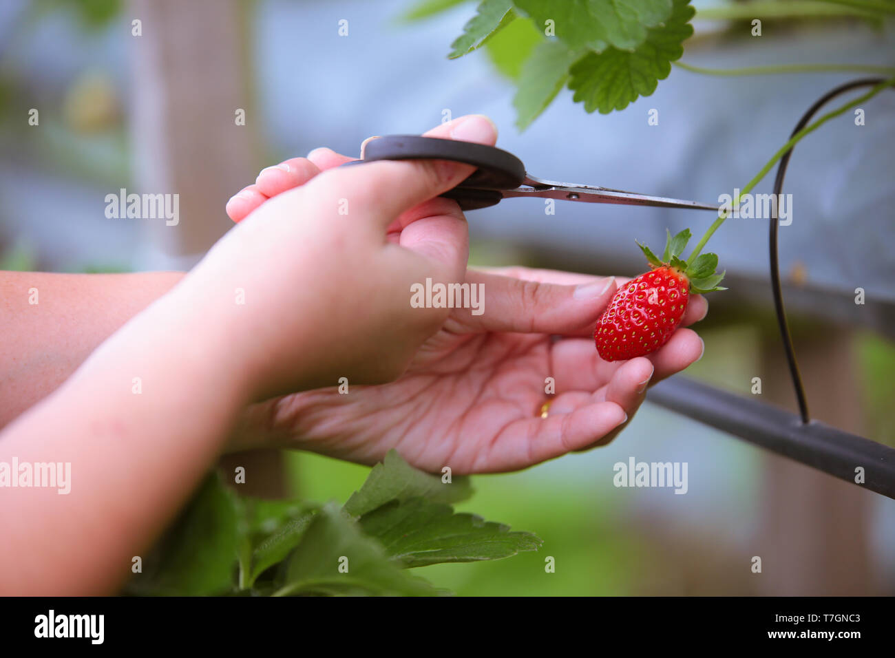 Plucking fresh strawberry from the hydroponic strawberry farm Stock