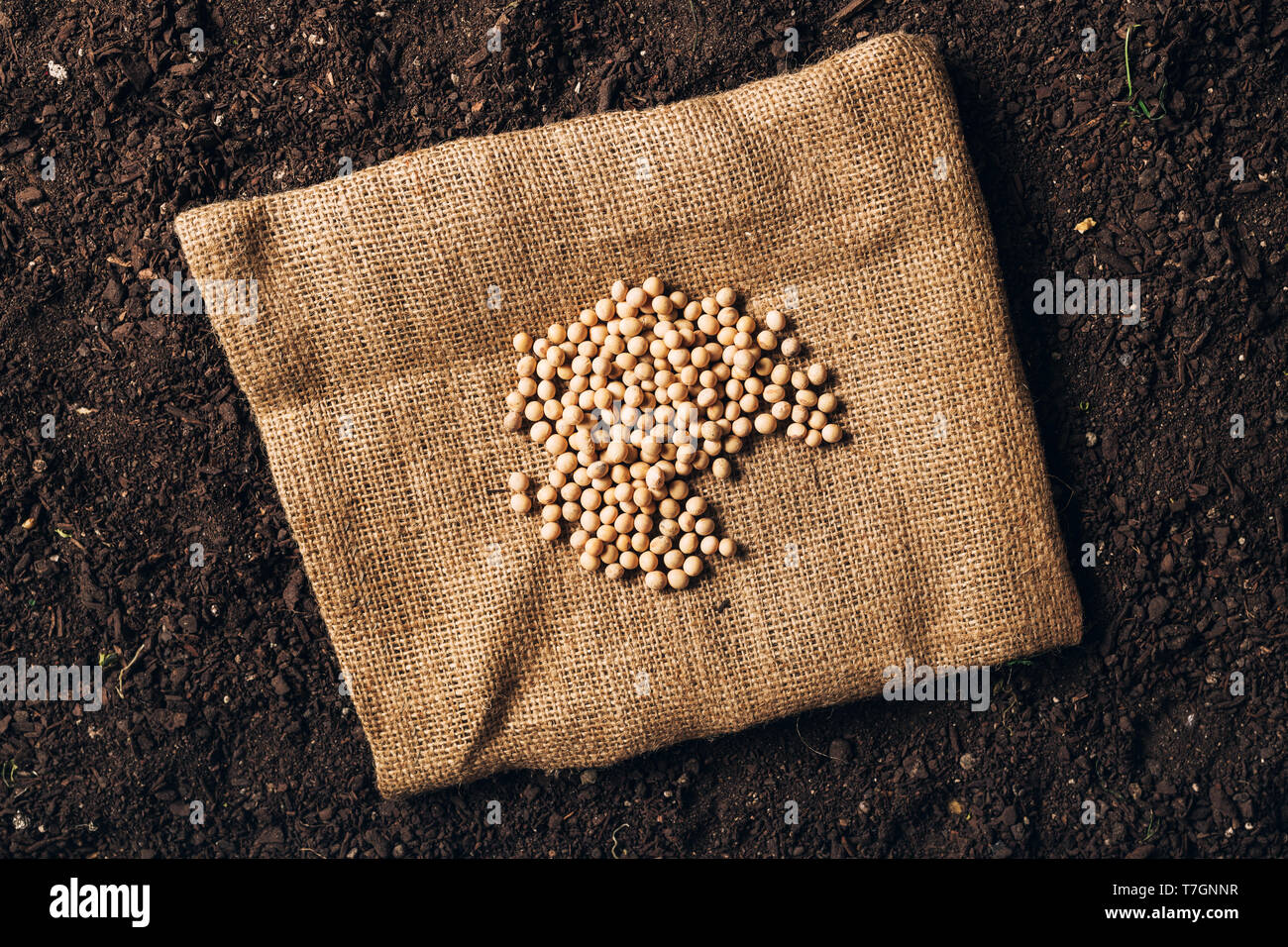 Top view of soybean seeds ready for sowing Stock Photo