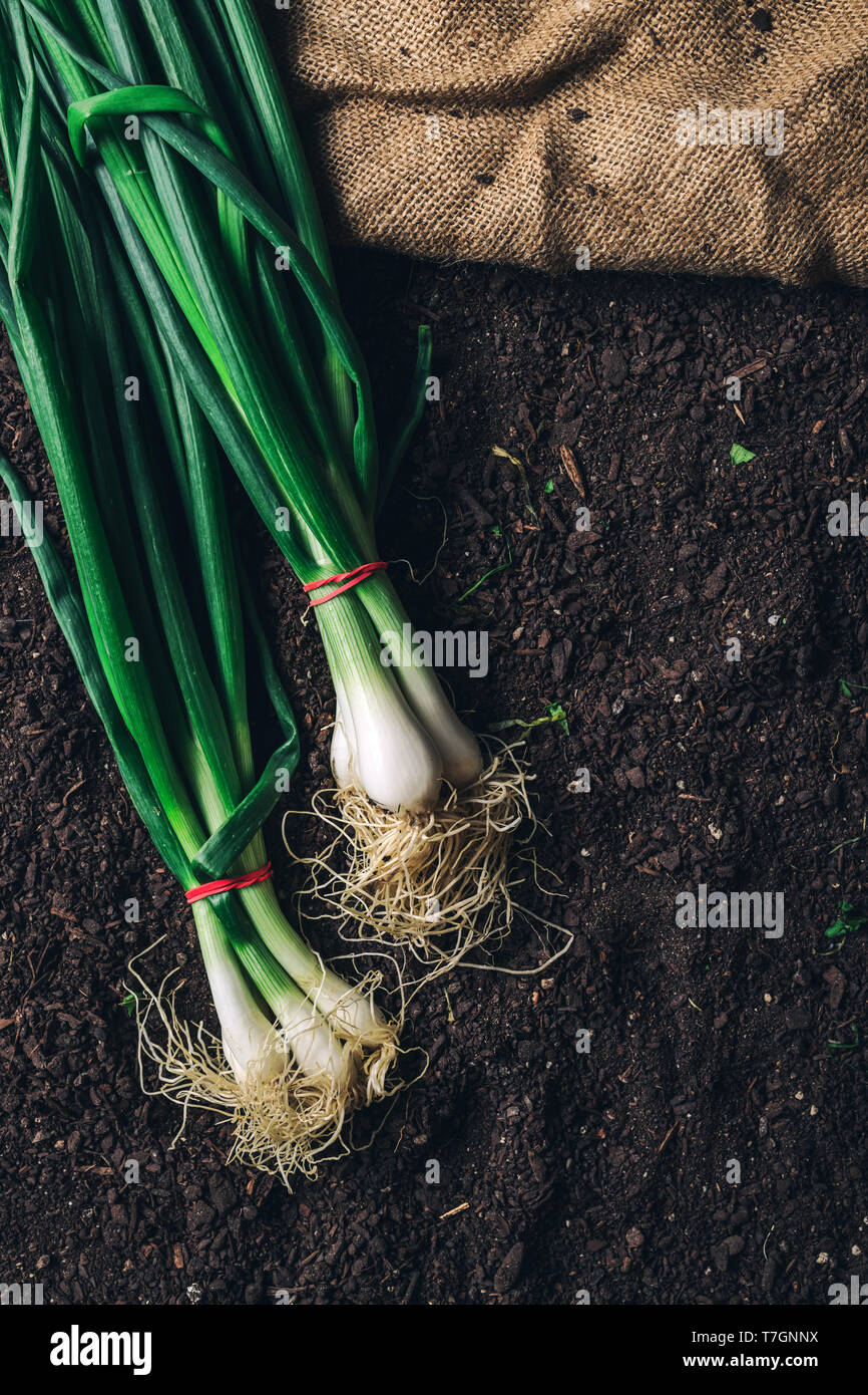 Green Onions vs. Chives vs. Shallots - Evolving Table