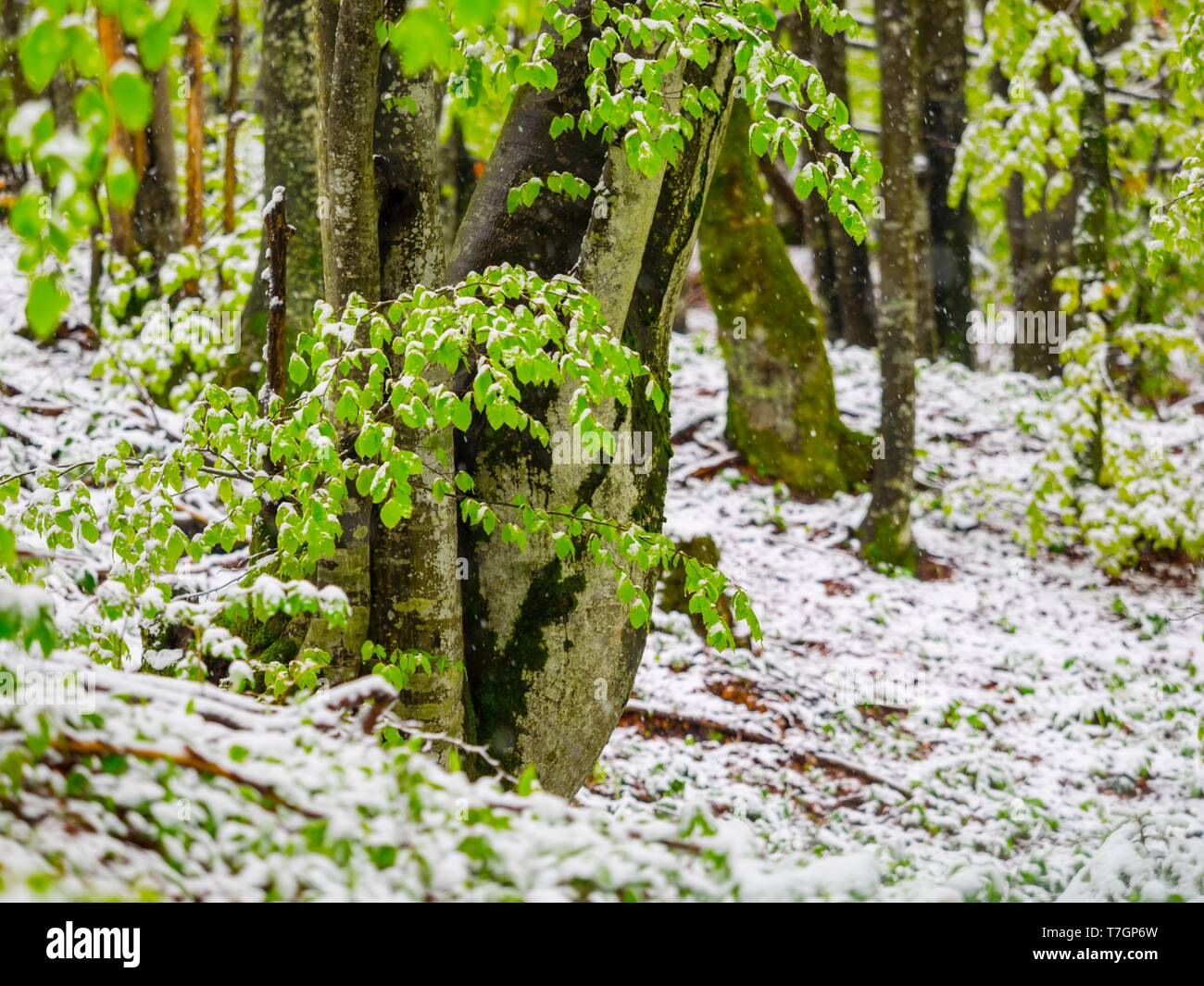 Spring late snow in Green forest Stock Photo
