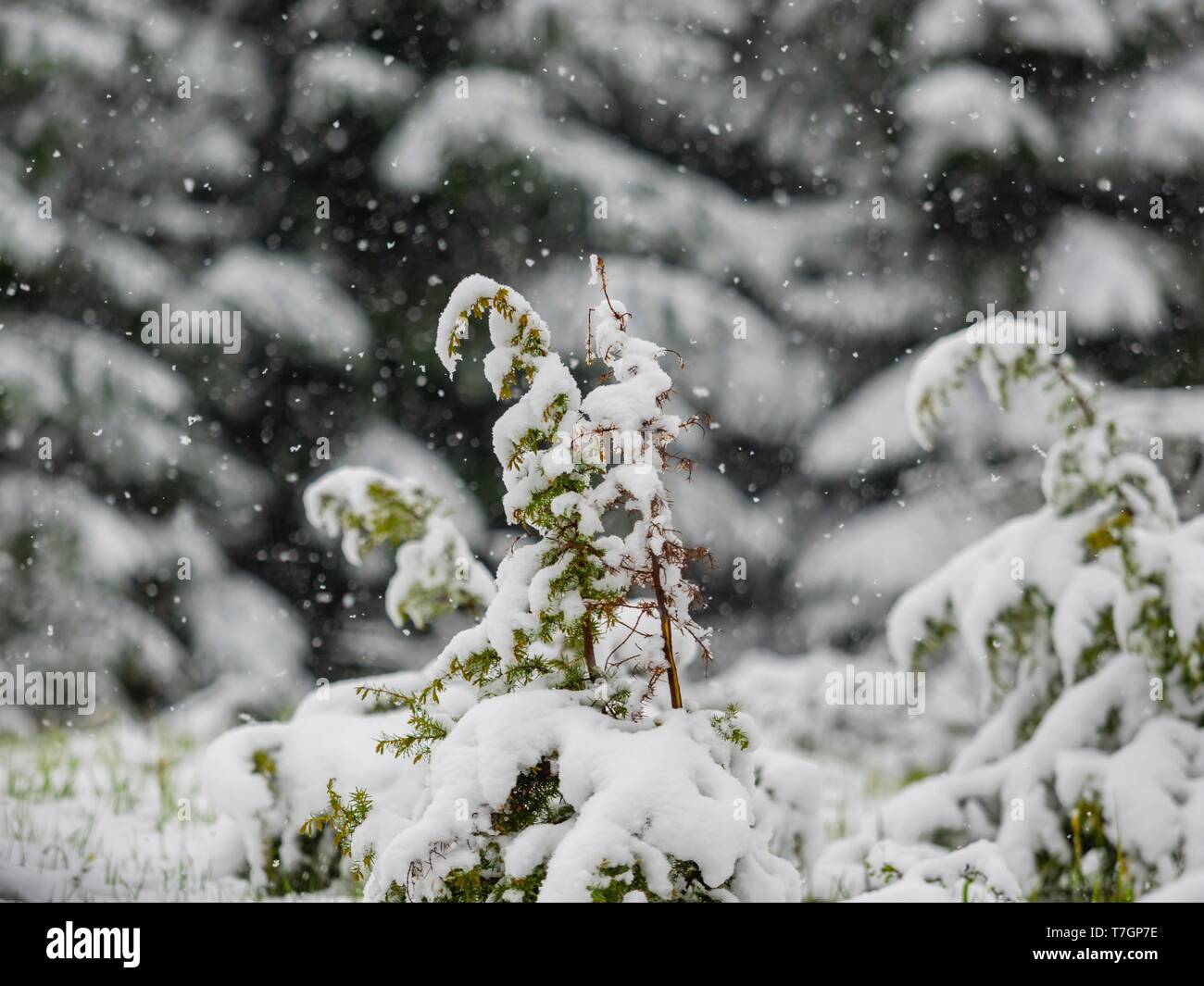 Spring late snow in forest Stock Photo