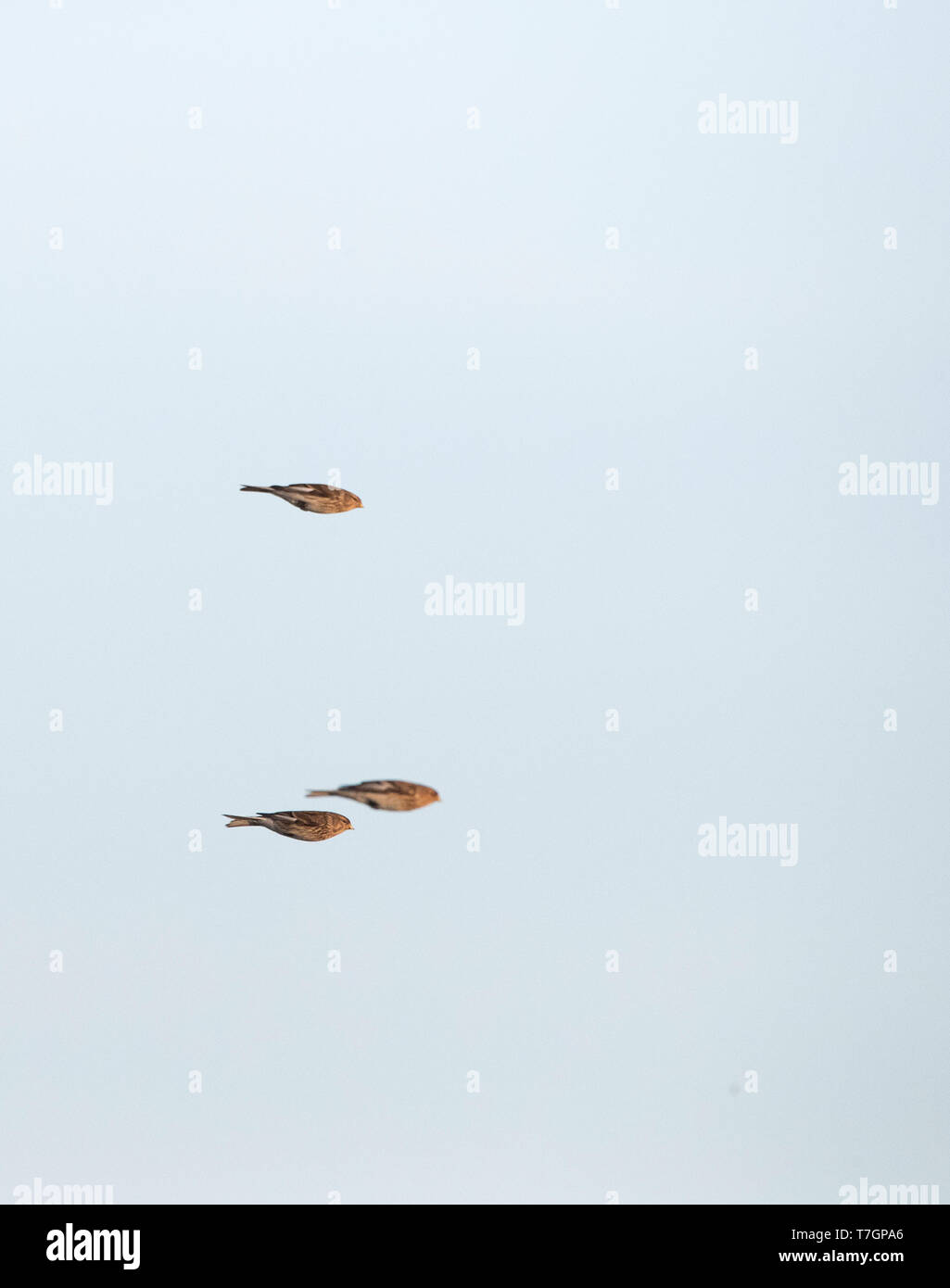 Winter Twite (Carduelis flavirostris) in the Slufter on Texel in the Netherlands. Three Twites in flight with folded wings. Stock Photo