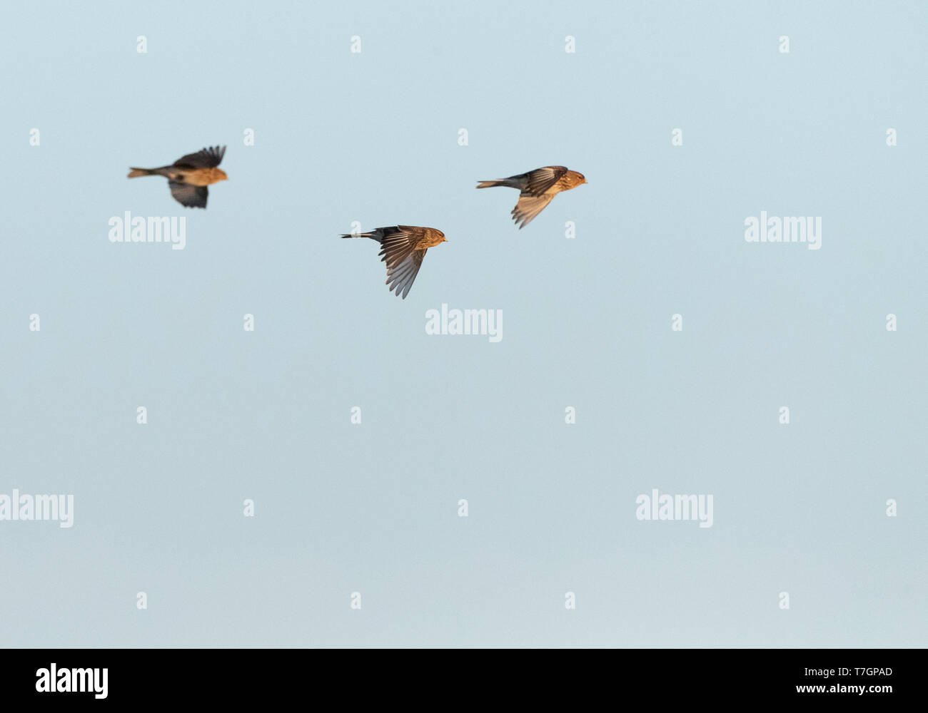 Winter Twite (Carduelis flavirostris) in the Slufter on Texel in the Netherlands. Three Twites in flight. Stock Photo