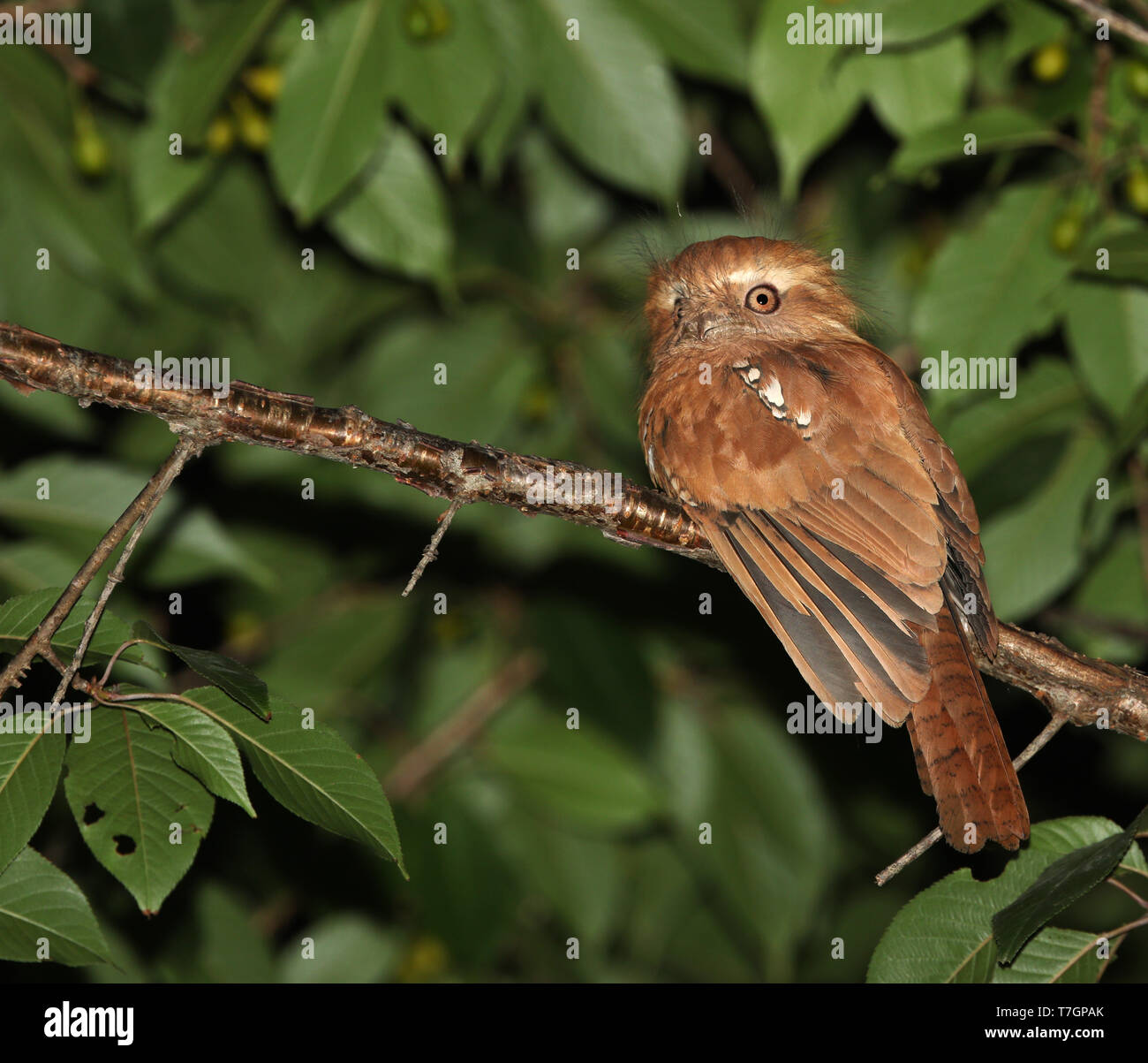 Hodgson's Frogmouth (Batrachostomus hodgsoni) looking out for prey ...