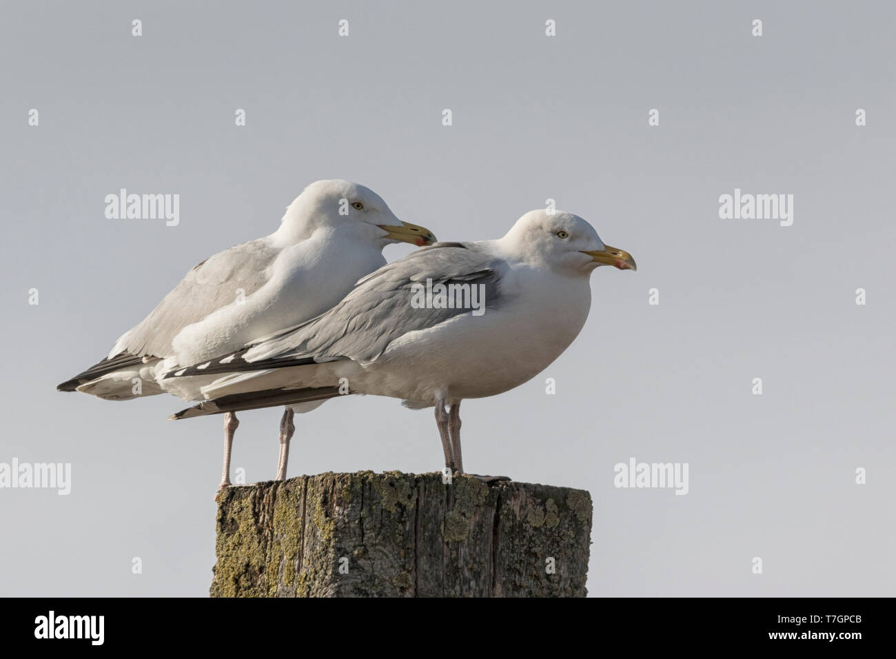 Herring Gull mating behaviour Stock Photo Alamy