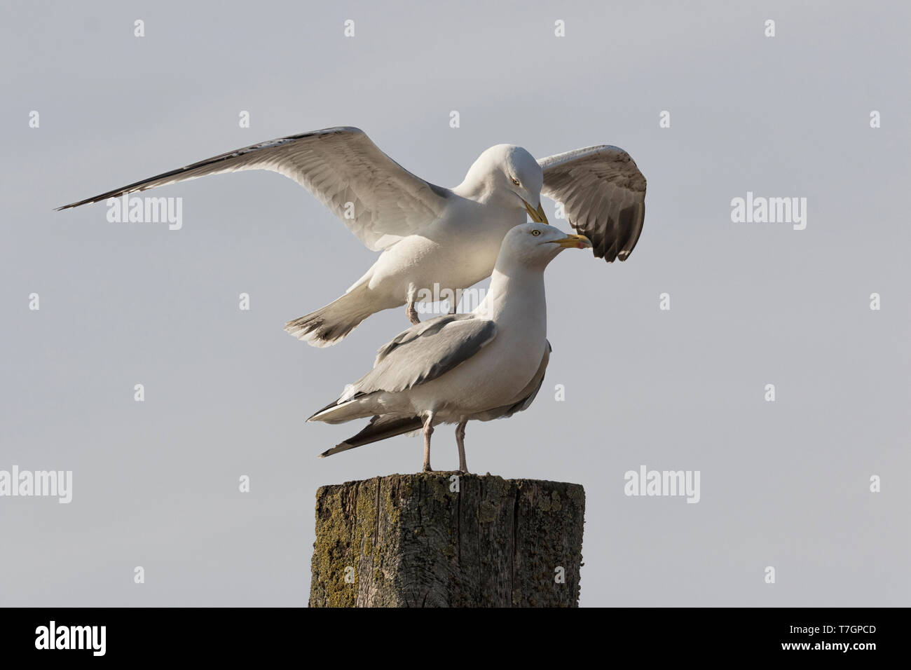 Herring Gull mating behaviour Stock Photo Alamy