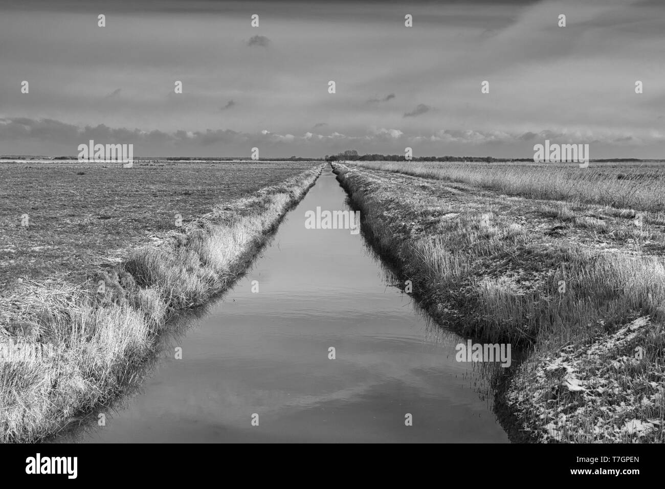 Flat agricultural land with drainage dykes, East Norfolk. Stock Photo