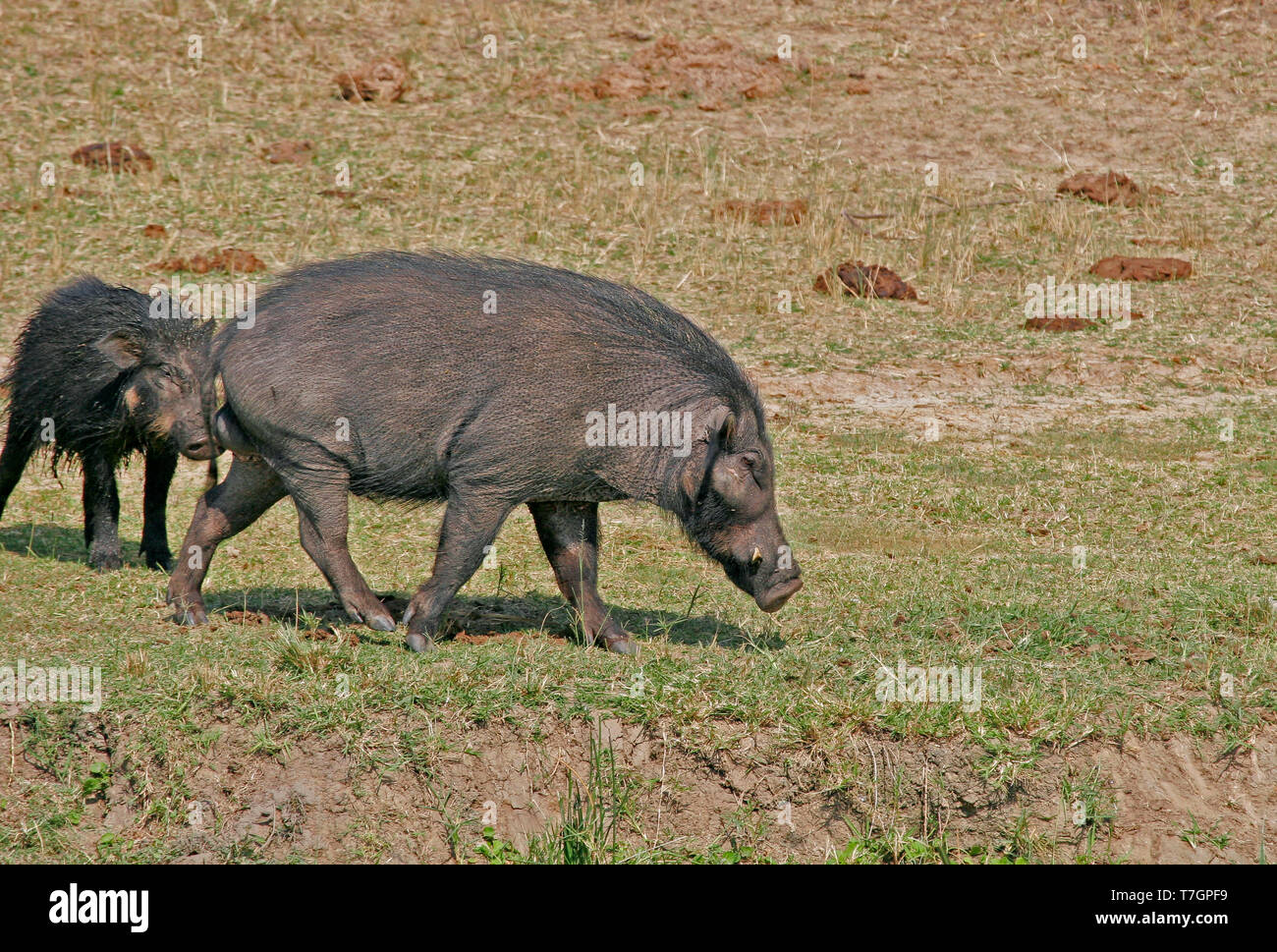 Giant forest hog Stock Photo - Alamy