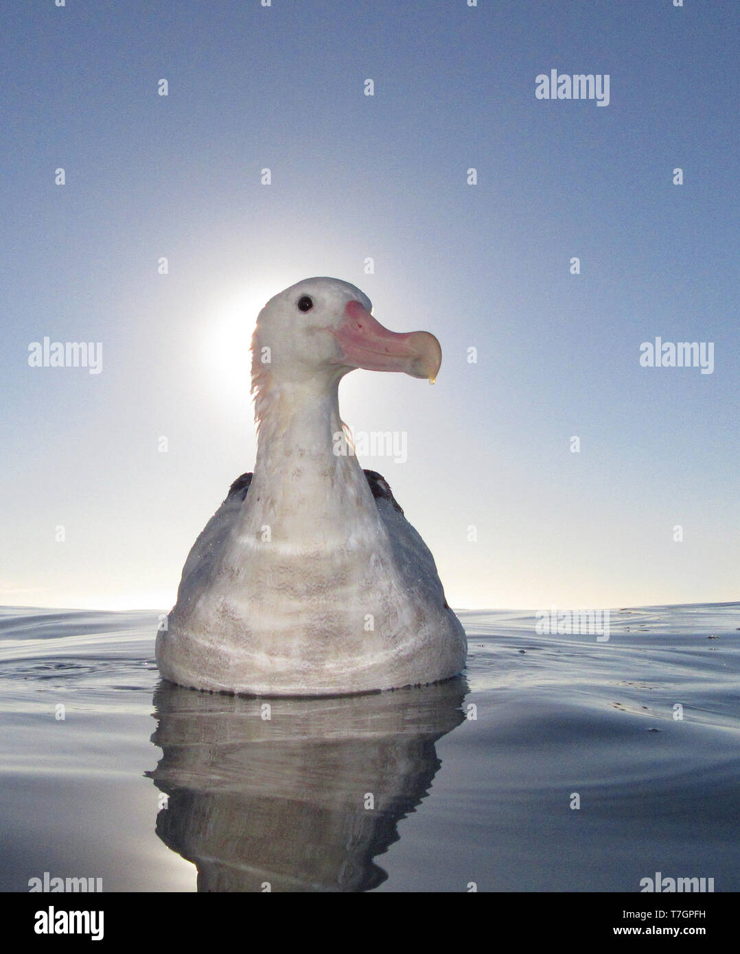 Gibson albatross hi-res stock photography and images - Alamy
