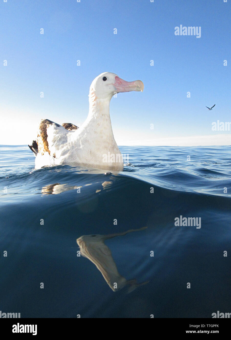 Gibson albatross hi-res stock photography and images - Alamy