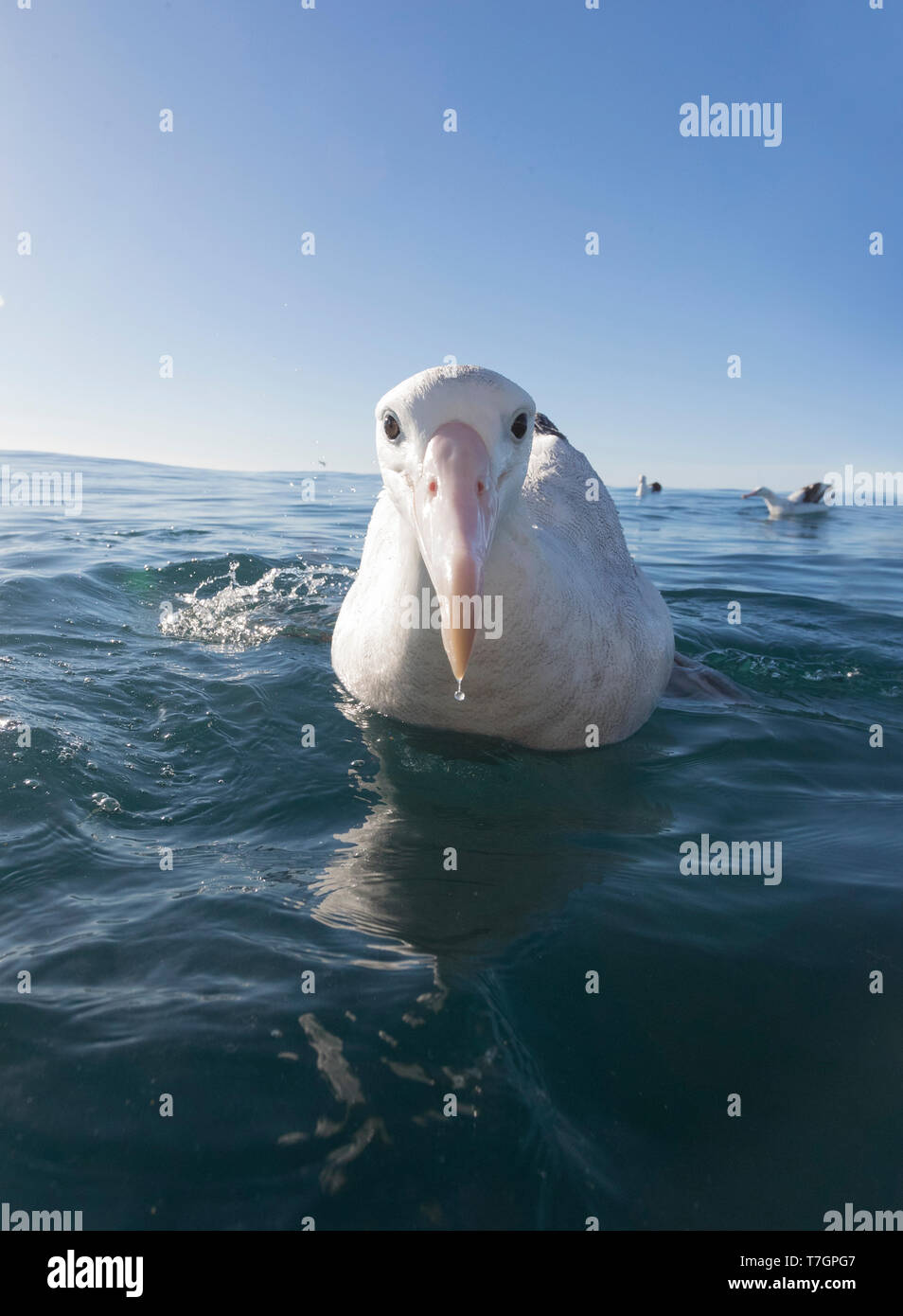 Gibson albatross hi-res stock photography and images - Alamy