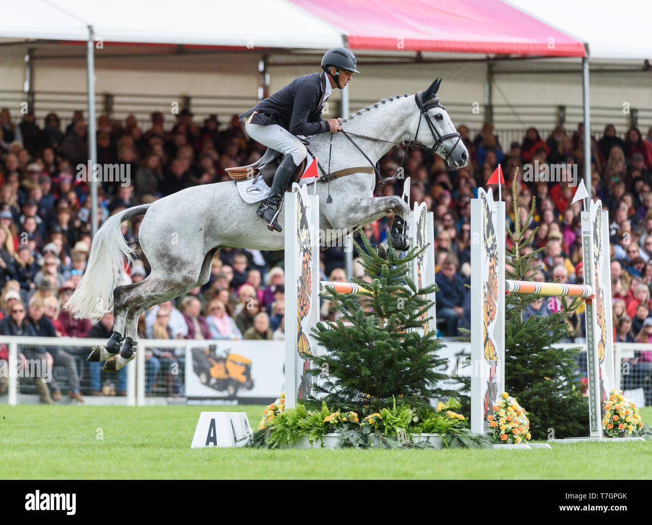 Andrew Nicholson and SWALLOW SPRINGS during the showjumping phase, Mitsubishi Motors Badminton Horse Trials, Gloucestershire, 2019 Stock Photo