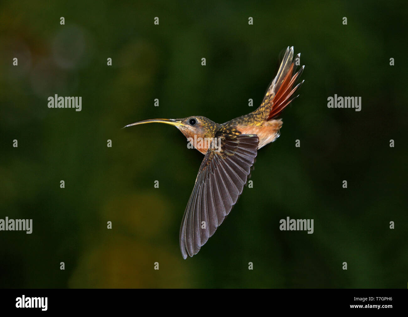 Rufous-breasted Hermit (Glaucis hirsutus) In flight with a dark tropical rain forest edge in the background. Stock Photo
