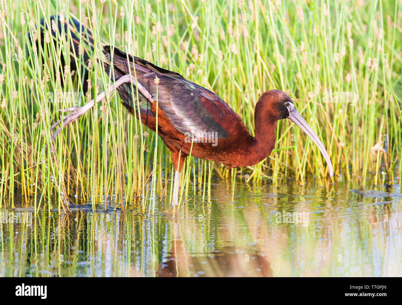 Adult Glossy Ibis (Plegadis falcinellus) in early morning light on the Greek island of Lesvos during spring migration. Stretching a leg Stock Photo
