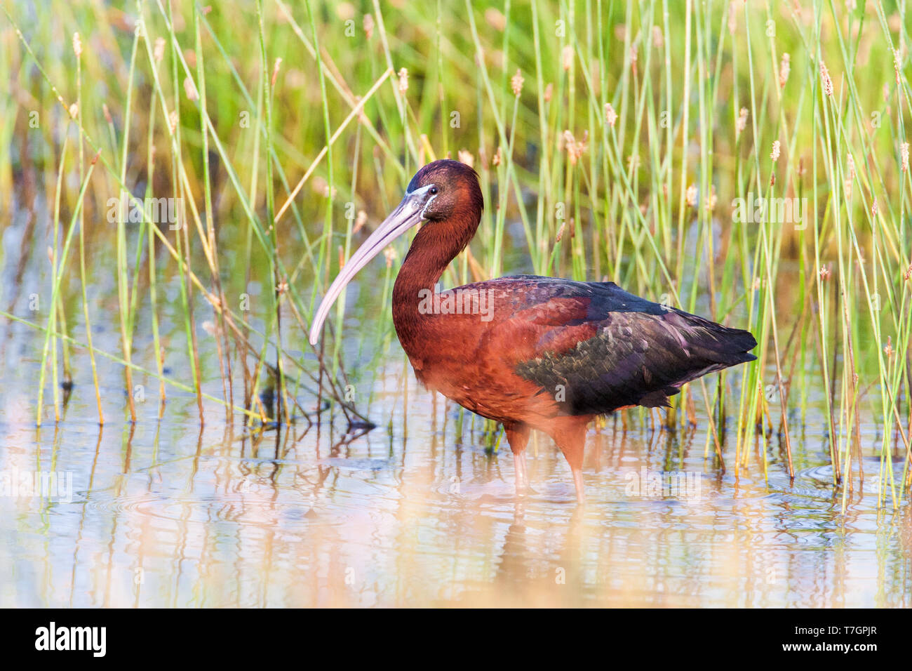 Adult Glossy Ibis (Plegadis falcinellus) in early morning light on the Greek island of Lesvos during spring migration. Stock Photo